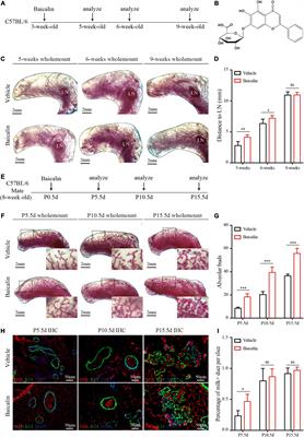 <mark class="highlighted">Baicalin</mark> Promotes Mammary Gland Development via Steroid-Like Activities